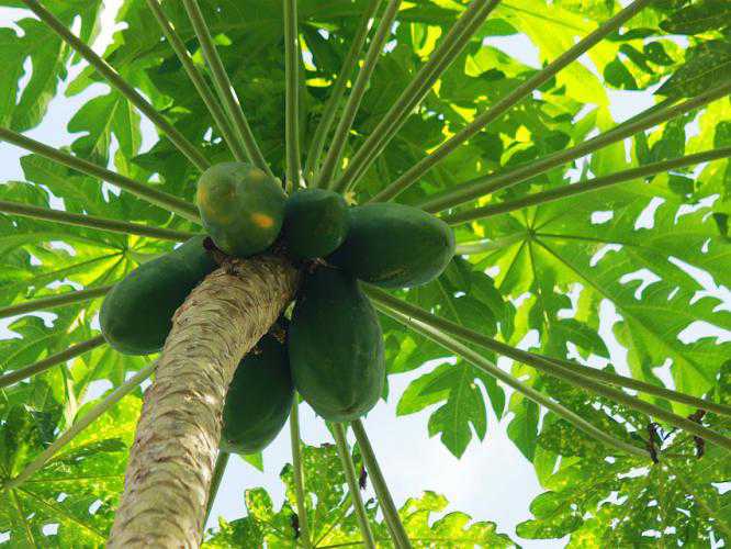 dengue-fever-causes-treatment-prevention