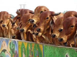 a2-indian-cow-milk-benefits